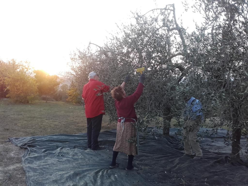 Villa Agriturismo Il Torrione à Certaldo Extérieur photo